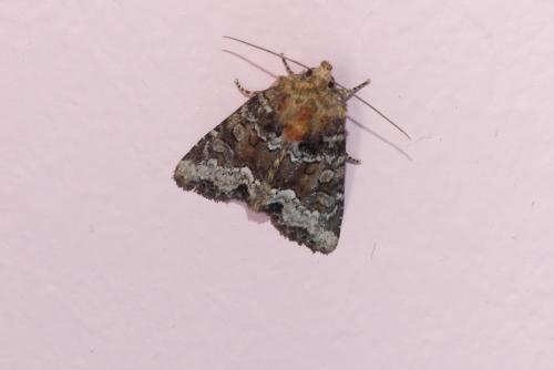Oligia strigilis